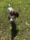 German Shorthaired Pointer Puppies for sale in Lakeland, FL, USA. price: NA
