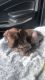 German Shorthaired Pointer Puppies for sale in Mt Carmel, PA 17851, USA. price: $2,000