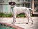 German Shorthaired Pointer Puppies for sale in Live Oak, FL, USA. price: NA