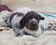 German Shorthaired Pointer Puppies for sale in Greensboro, NC, USA. price: NA