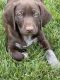 German Shorthaired Pointer Puppies for sale in Huntsville, UT 84317, USA. price: $800