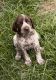 German Shorthaired Pointer Puppies for sale in Council Bluffs, IA, USA. price: NA