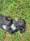 German Shorthaired Pointer Puppies for sale in Mercersburg, PA 17236, USA. price: $400