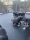 German Spaniel Puppies for sale in 2975 Janae Way, Hemet, CA 92545, USA. price: $600