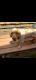 German Spaniel Puppies for sale in Hastings, MN 55033, USA. price: NA
