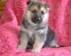 German Spaniel Puppies for sale in Greensboro, NC, USA. price: $100