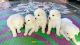 German Spitz (Klein) Puppies for sale in Santipara Rd, Nayapara, Siliguri, West Bengal 734004, India. price: 6500 INR