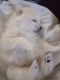 German Spitz (Klein) Puppies for sale in Silver City, NV 89428, USA. price: NA