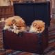 German Spitz (Klein) Puppies for sale in San Antonio, TX, USA. price: $900
