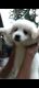 German Spitz (Mittel) Puppies for sale in Jagiroad, Assam, India. price: 8500 INR