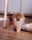 German Spitz (Mittel) Puppies for sale in South Bay, CA, USA. price: NA