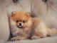 German Spitz (Mittel) Puppies for sale in South Bay, CA, USA. price: NA