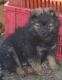 German Spitz (Mittel) Puppies for sale in United States. price: NA
