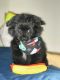 German Spitz (Mittel) Puppies for sale in Puyallup, WA, USA. price: NA
