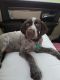 German Wirehaired Pointer Puppies for sale in Marion, AR 72364, USA. price: NA