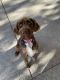 German Wirehaired Pointer Puppies for sale in Fresno, CA, USA. price: NA