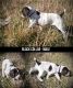 German Wirehaired Pointer Puppies