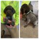 German Wirehaired Pointer Puppies for sale in Brook Park, MN 55007, USA. price: $1,000