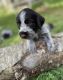 German Wirehaired Pointer Puppies for sale in Floyd, VA 24091, USA. price: $1,600