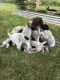 German Wirehaired Pointer Puppies for sale in Superior, WI, USA. price: $1,200
