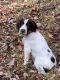 German Wirehaired Pointer Puppies for sale in Lake Nebagamon, WI 54849, USA. price: $1,000