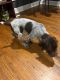 German Wirehaired Pointer Puppies for sale in Plano, Illinois. price: $700