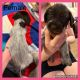 German Wirehaired Pointer Puppies for sale in Bovey, Minnesota. price: $1,200