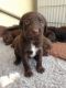 German Wirehaired Pointer Puppies for sale in Anchorage, AK, USA. price: NA