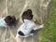 German Wirehaired Pointer Puppies for sale in Bloomfield Ave, Bloomfield, CT 06002, USA. price: NA