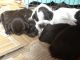 German Wirehaired Pointer Puppies for sale in NJ-17, Paramus, NJ 07652, USA. price: NA