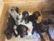 German Wirehaired Pointer Puppies for sale in Phoenix, AZ, USA. price: NA