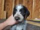 German Wirehaired Pointer Puppies for sale in Irwin, OH 43029, USA. price: NA