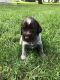 German Wirehaired Pointer Puppies for sale in Orange City, IA 51041, USA. price: NA