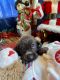 German Wirehaired Pointer Puppies for sale in Paola, KS 66071, USA. price: NA