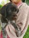 German Wirehaired Pointer Puppies for sale in Plano, IL 60545, USA. price: $875