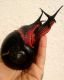 Giant African Land Snail Animals