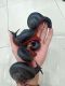 Giant African Land Snail Animals