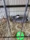 Giant Chinchilla Rabbits for sale in North Windham, CT 06256, USA. price: NA