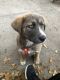 Giant Maso Mastiff Puppies for sale in 5551 Mayberry St, Omaha, NE 68106, USA. price: NA
