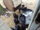 Giant Schnauzer Puppies for sale in 1478 Bertha St, Jacksonville, FL 32218, USA. price: NA