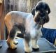 Giant Schnauzer Puppies for sale in Modesto, CA, USA. price: $2,500