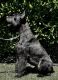Giant Schnauzer Puppies for sale in Modesto, CA, USA. price: $1,500