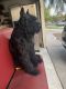 Giant Schnauzer Puppies for sale in North Las Vegas, NV, USA. price: $600
