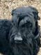 Giant Schnauzer Puppies for sale in Memphis, TN, USA. price: NA