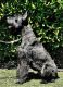 Giant Schnauzer Puppies for sale in Modesto, CA, USA. price: $8,000
