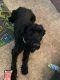 Giant Schnauzer Puppies for sale in Baltimore County, MD, USA. price: NA