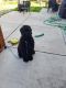 Giant Schnauzer Puppies for sale in Elk Grove, CA, USA. price: $2,500