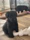 Giant Schnauzer Puppies for sale in Nevada, MO 64772, USA. price: $3,000