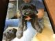 Giant Schnauzer Puppies for sale in Wooster, OH 44691, USA. price: NA