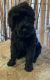 Giant Schnauzer Puppies for sale in Duncan, OK, USA. price: $1,500